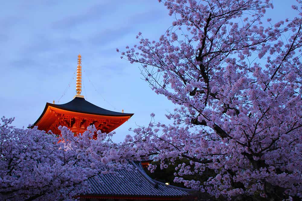 紫雲たなびく中山寺の桜♪