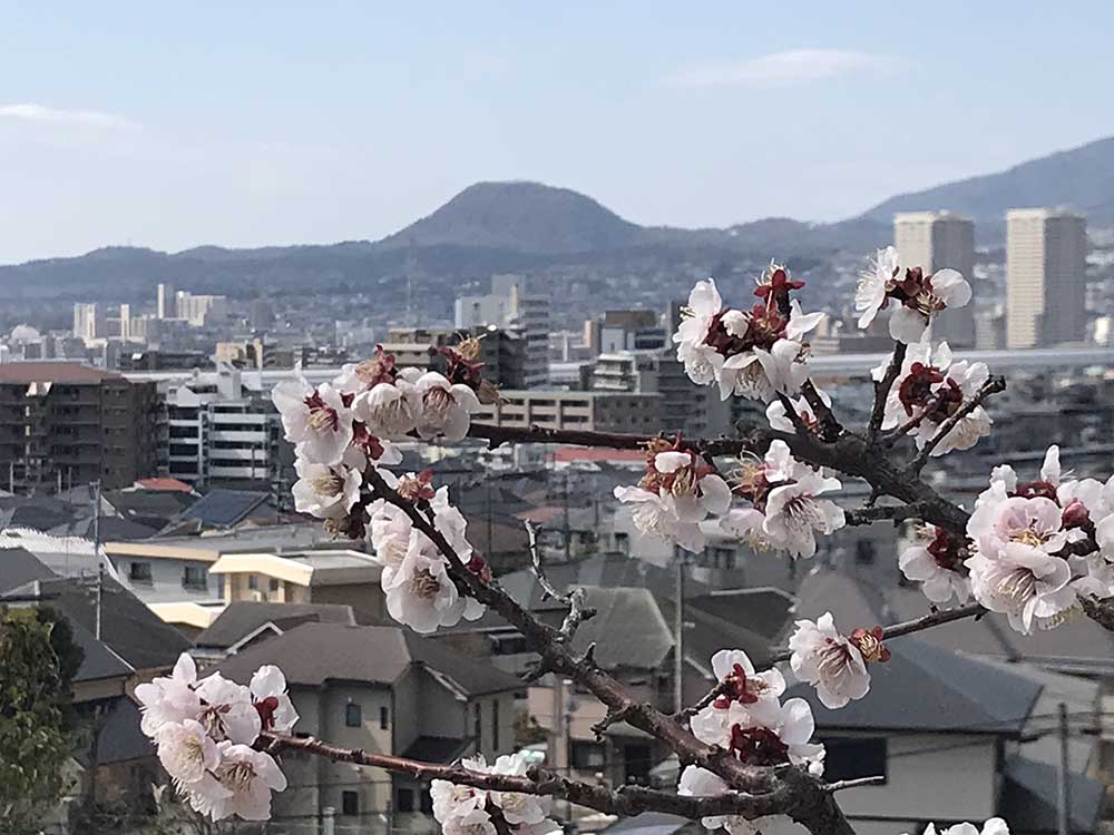 梅の花と甲山