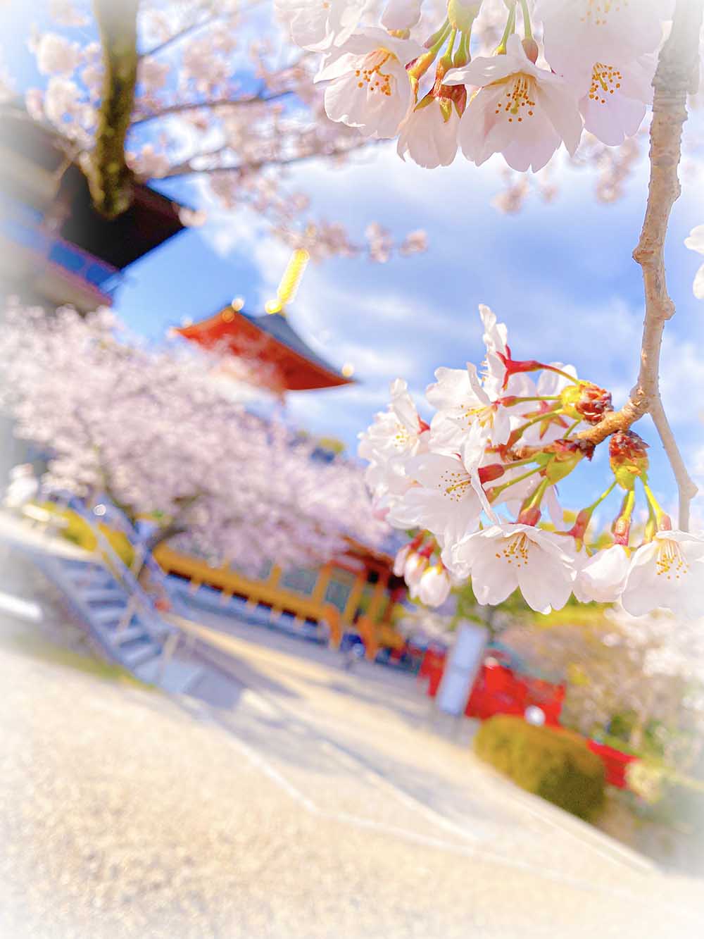 中山寺と、桜と